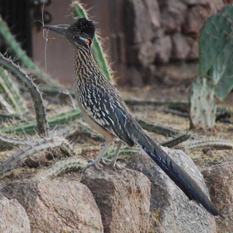  A male roadrunner gathering nest materials at the Desert Botanical Gardens.