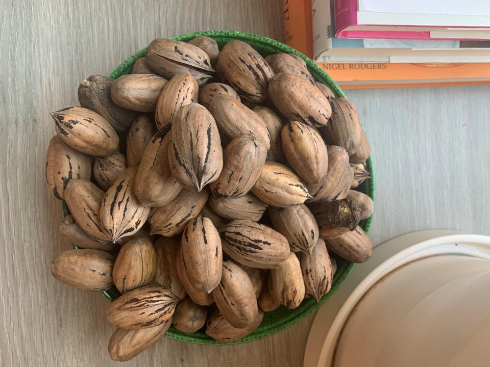 Courtesy photo of pecans Plunkett foraged from ASU trees.